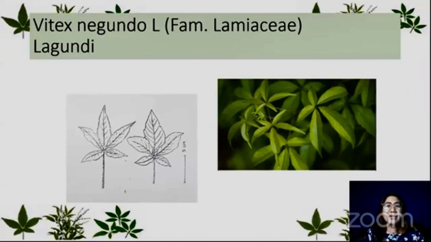 Lagundi and VCO studies show encouraging results against COVID image