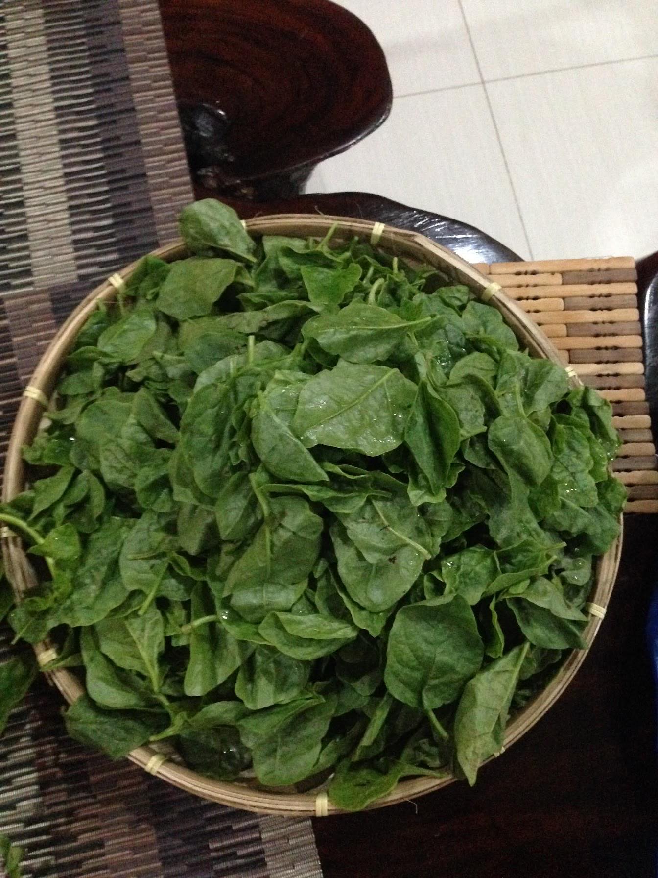 Mindanao researchers develop vitamin A-enriched noodles from alugbati image
